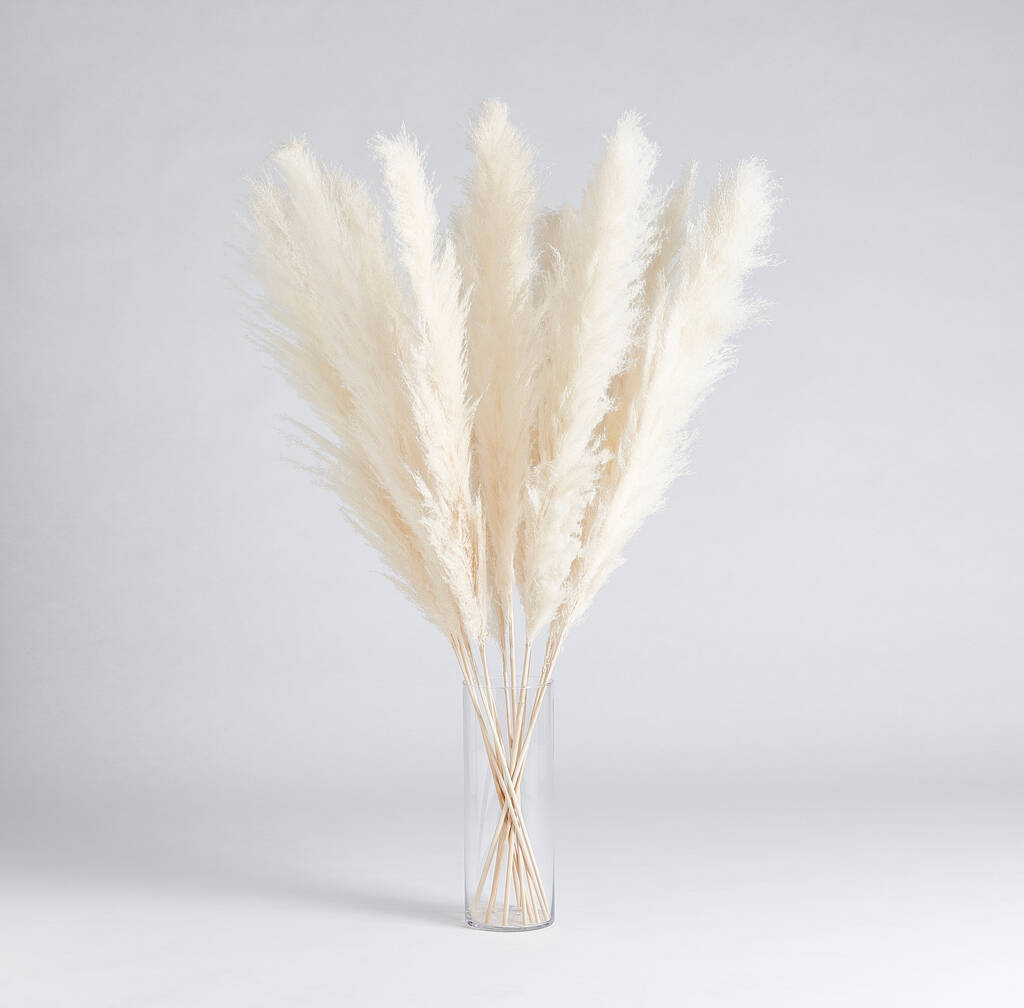 Big White Pampas Grass Stems By NATIVE LIVING | notonthehighstreet.com