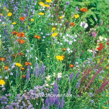 Heart‑Shaped Bird Feeder Gift Set With Wildflower Seeds, 6 of 12