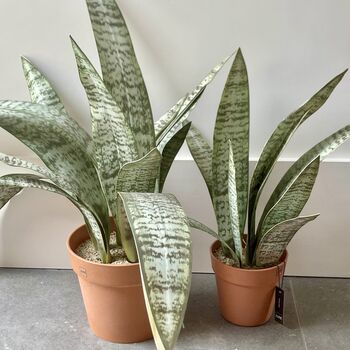 Artificial Sansevieria In Pot Large, 5 of 5