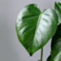 Monstera Deliciosa 'Swiss Cheese Plant' Houseplant, thumbnail 5 of 5