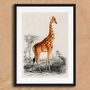 Vintage Giraffe Illustration Wall Art Print, thumbnail 4 of 6