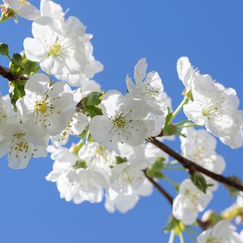 Fruit Tree Cherry 'Morello' One X 10 Litre Pot, 3 of 6