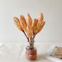 Dried Protea Natural Stem Gift Box, thumbnail 3 of 5