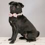 The Clifton Multi Rainbow Floral Dog Collar Bow Tie, thumbnail 3 of 4