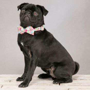 The Clifton Multi Rainbow Floral Dog Collar Bow Tie, 3 of 4