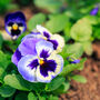 Pansy Plants 'Inspire Blue Angel' 20 X Plant Pack, thumbnail 1 of 5