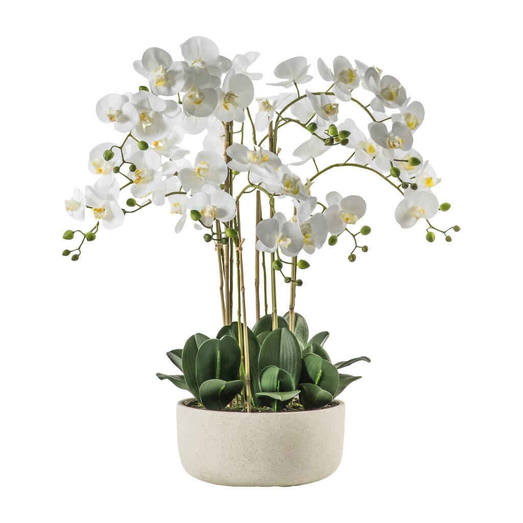 White Orchid In Stone Pot, 1 of 2