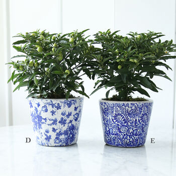 Dutch Blue Patterned Plant Pot, 3 of 4