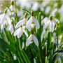 Snowdrop 'Galanthus Elwesii' Six X Spring Bulb Pack, thumbnail 4 of 4