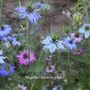 Happy Mothers Day Cottage Garden Seed Kit, thumbnail 10 of 10