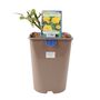Golden Wedding Rose – Vibrant Yellow Anniversary Rose Bush, thumbnail 6 of 7