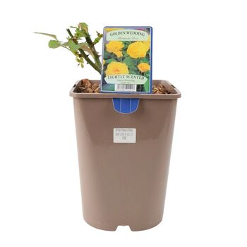 Golden Wedding Rose – Vibrant Yellow Anniversary Rose Bush, 6 of 7