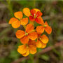 Flowers Wallflower 'Orange' Six X Plant Pack, thumbnail 5 of 6