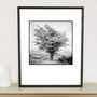 Tree I, Exmoor Photographic Art Print, thumbnail 1 of 4