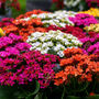 Flowers Kalanchoe 'Mixed' Three X Plants In 6cm Pots, thumbnail 6 of 6