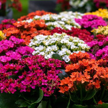 Flowers Kalanchoe 'Mixed' Three X Plants In 6cm Pots, 6 of 6