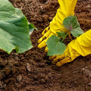 Vegetable Plants Cucumber 'Femspot' 5x Plants 9cm Pots, 3 of 11