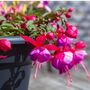 Fuchsia 'Tom Thumb' One Full Plant In A One Litre Pot, thumbnail 4 of 5