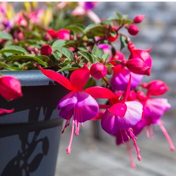 Fuchsia 'Tom Thumb' One Full Plant In A One Litre Pot, 4 of 5