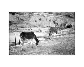 Donkeys, Fes, Morocco Art Print, 3 of 4