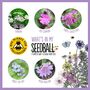 Butterfly Seedball Wildflower Gift Seed Ball Mix Tin, thumbnail 8 of 10