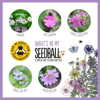 Butterfly Seedball Wildflower Gift Seed Ball Mix Tin, 8 of 10