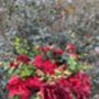 The Ruby Red Rose Bridal Bouquet, thumbnail 6 of 12