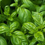 Grow Your Own Herb Wall, thumbnail 6 of 7