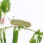 Cara Caterpillar Plant Hugger Decoration | Gift Card | Letterbox Gift, thumbnail 1 of 4