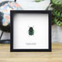 Lightning Strike Scarab Insect Bug Entomology Taxidermy Box Frame, thumbnail 1 of 3