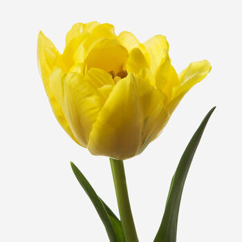 Mellow Yellow Double Tulip Fresh Bouquet, 2 of 3