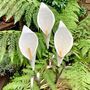 White Cala Lily Sculpture Art049, thumbnail 1 of 6
