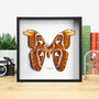 Atlas Moth Entomology Taxidermy Handcrafted Frame, thumbnail 1 of 3