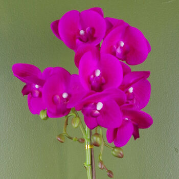 Pink Orchid Artificial Dark Silver 50cm Real Touch, 2 of 3
