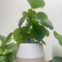 3D Printed Angled Plant Pot – Stylish And Sustainable, thumbnail 3 of 12