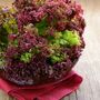 Salad Plants Lettuce 'Lollo Rosso' 9x Plug Plant Pack, thumbnail 3 of 7