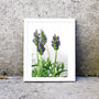 Framed Lavender Photography Print, thumbnail 2 of 2