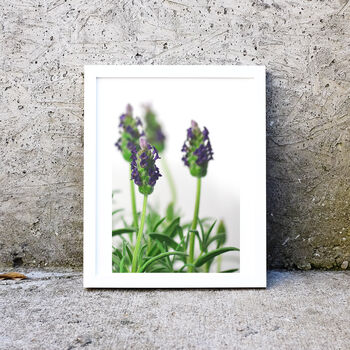 Framed Lavender Photography Print, 2 of 2