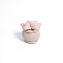 Soft Crochet Succulent Plants, thumbnail 2 of 3