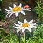 Pair Of Daisy And Ladybird Flower Garden Stakes Art101, thumbnail 2 of 6