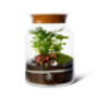 Diy Corked Jar Terrarium Kit | 'Mallorca', thumbnail 5 of 11