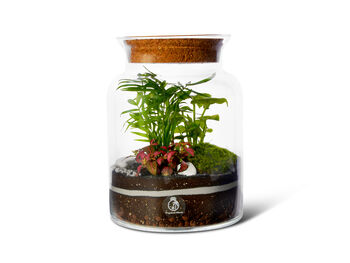 Diy Corked Jar Terrarium Kit | 'Mallorca', 5 of 11