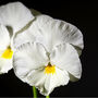Flowers Trailing Pansy 'White' Three X 9cm Pots, thumbnail 5 of 5