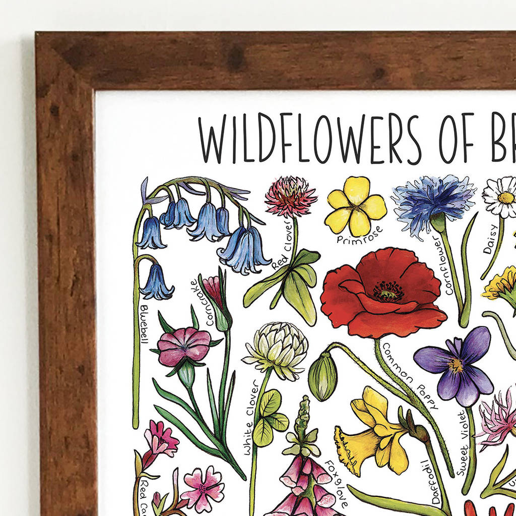 wildflowers of britain wildlife watercolour print by alexia claire ...