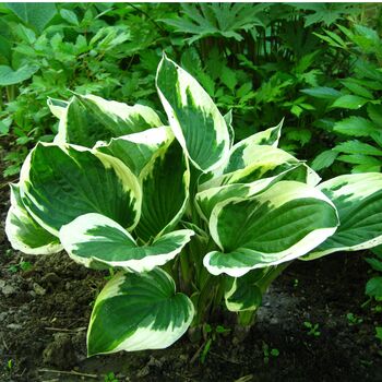 Hosta Plant 'Patriot' Two X Full Plants In Two Litre Pots, 3 of 5