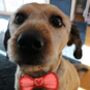 Valentines Day Pet Bow Tie, Two Sizes, Two Styles, thumbnail 1 of 5