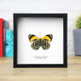 Orange 88 Insect Bug Moth Butterfly Box Frame Entomology Taxidermy Interior Design Modern Home Decor Wall Hanging Display Gift Ornament, thumbnail 1 of 3