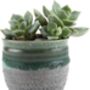 Set Of Three Ceramic Succulent Plant Pots, thumbnail 4 of 8