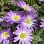 Anemone Blanda Charmer – 20 Pink Anemone Corms, thumbnail 1 of 4