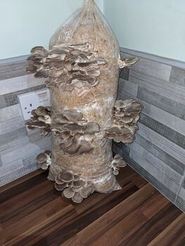 Oyster Mushroom Log Grow Kit, Gift Voucher Option, 5 of 7